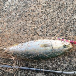 青物が戻ってきた！