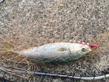 青物が戻ってきた！