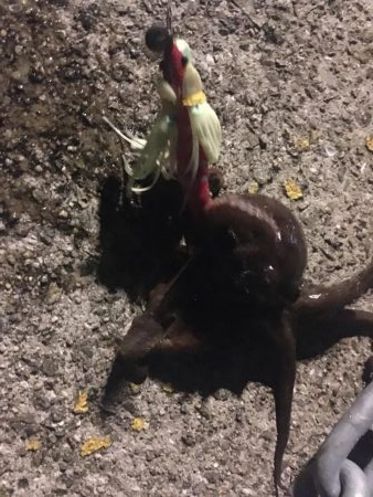 タコが大きくなってきました