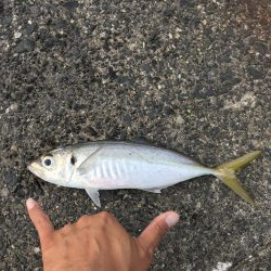 ギガアジねらい