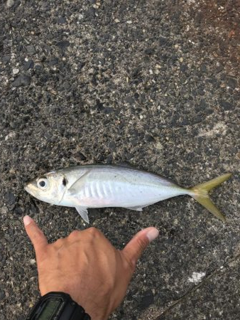 ギガアジねらい