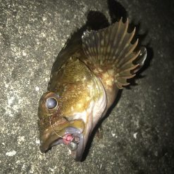 ダイソーワームでガシラ狙い