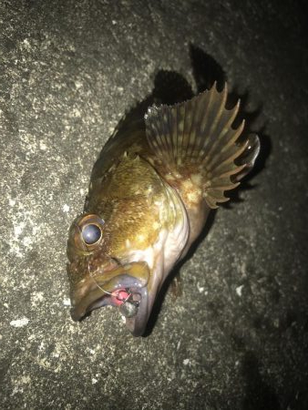 ダイソーワームでガシラ狙い