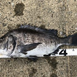 イチノ兄弟、釣果！