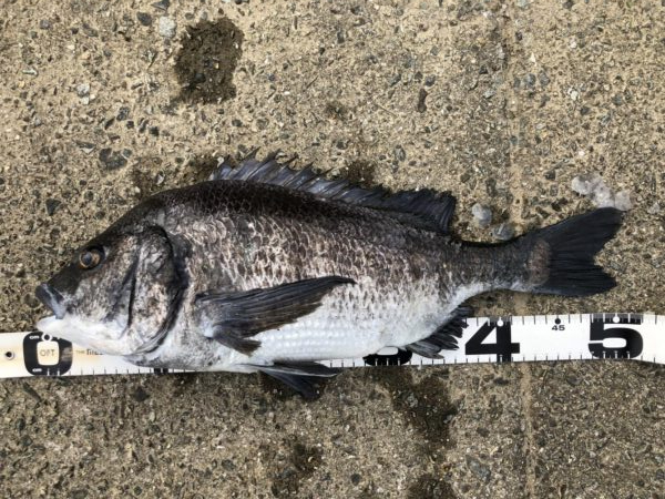 イチノ兄弟、釣果！