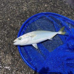 昼からの釣行でハマチ❗️