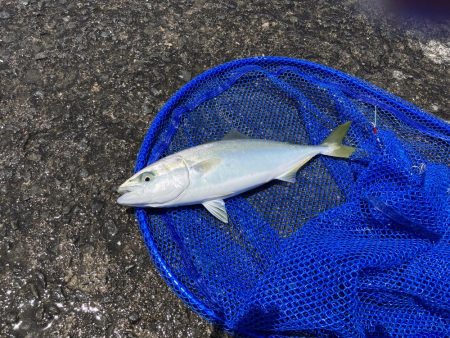 昼からの釣行でハマチ❗️