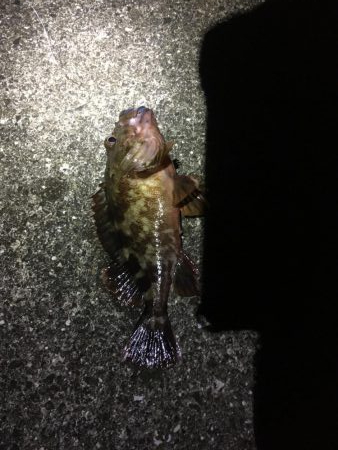 ガシラ良型豊漁