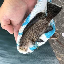 癒やしのガッシーがいない？