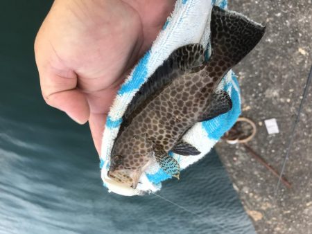 癒やしのガッシーがいない？