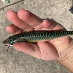 フェリーターミナルでサバ釣り