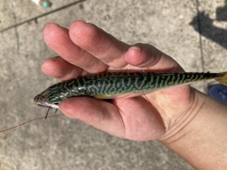 フェリーターミナルでサバ釣り