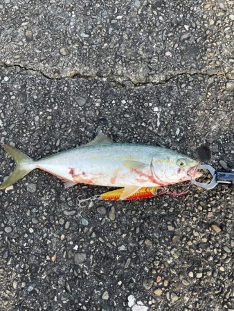 大潮 ライトショアジギング