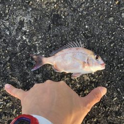 2年ぶりのカツオ