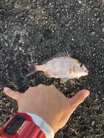 2年ぶりのカツオ