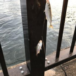 ゴミの中にイワシタイム