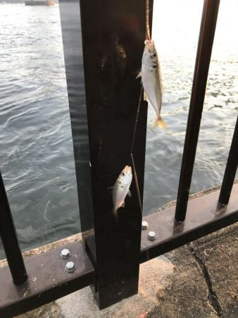 ゴミの中にイワシタイム