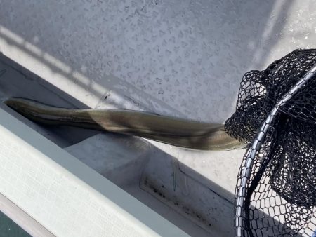 一つテンヤの珍客