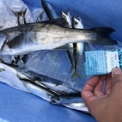 コサバは大漁！セイゴが出てきてこんにちわ