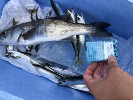 コサバは大漁！セイゴが出てきてこんにちわ