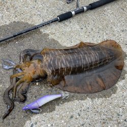 A.P.Pフィッシングガイドサービス グラドロ100ライドオン!