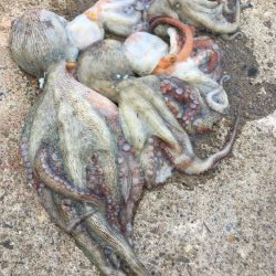 タコフィネスで今期初のタコエギ２ロスト、でもキロタコ