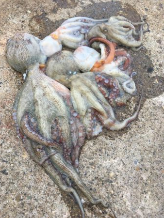 タコフィネスで今期初のタコエギ２ロスト、でもキロタコ