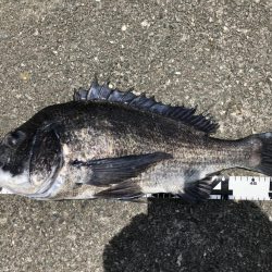 再度巨チヌ降臨‼️