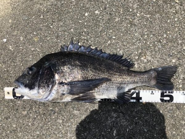 再度巨チヌ降臨‼️