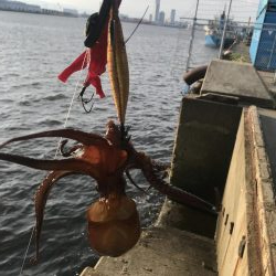 タコ釣り