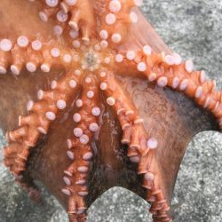 タコフィネスで22杯