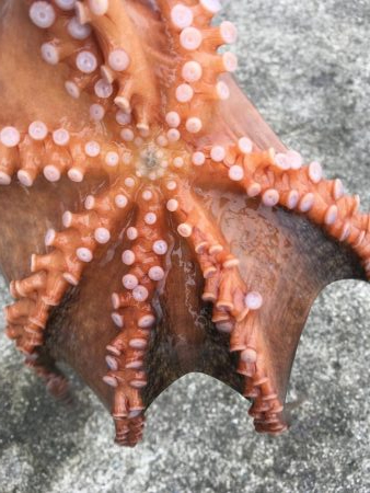 タコフィネスで22杯