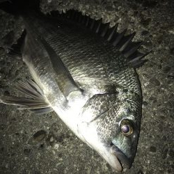 サナギフカセ3rd