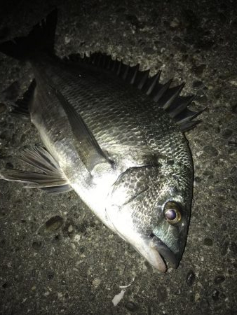 サナギフカセ3rd