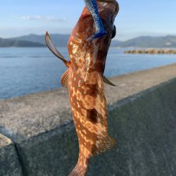 日本海夏アコウ開幕
