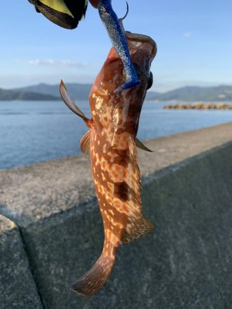日本海夏アコウ開幕