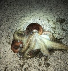 数は釣れないけどキロアップ