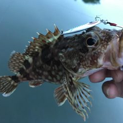 癒やしのガッシー5th