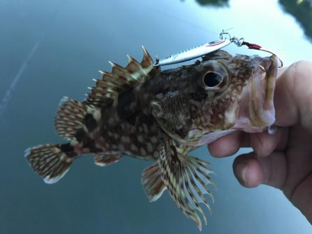 癒やしのガッシー5th