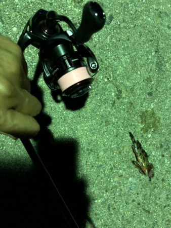 ミニミニガシラ