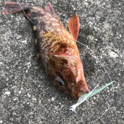 自作フライでカサゴ好調