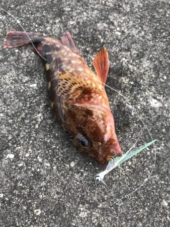 自作フライでカサゴ好調