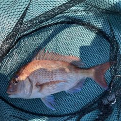 鳴門沖でマダイ