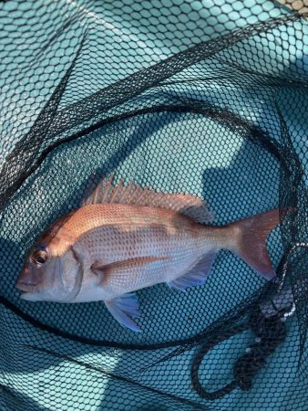 鳴門沖でマダイ