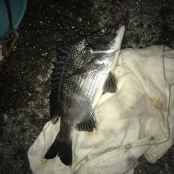 サナギフカセ2nd