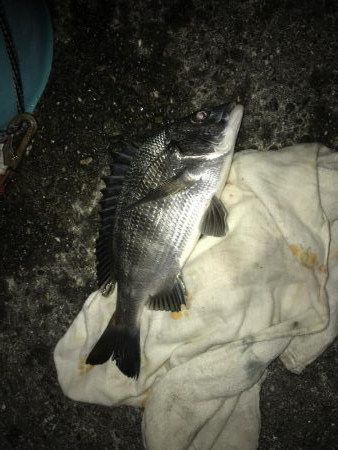 サナギフカセ2nd