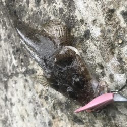 ライトワインドでガシラ&マゴチ