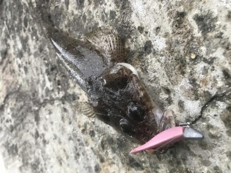 ライトワインドでガシラ&マゴチ