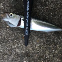 アジングならず