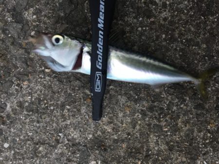 アジングならず